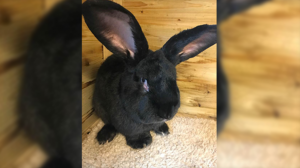 United Airlines is sued over death of Simon the giant rabbit (rawstory.com)