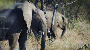 Big game hunter trampled to death by elephant in Namibia (independent.co.uk)