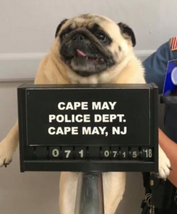 Bad Dog: Bean the Runaway Pug Has Mugshot Taken After Being Caught in New Jersey (newsweek.com)