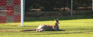 Kangaroo Mobs Invade Australian Streets and Neighborhoods As Droughts Create Food Shortages (newsweek.com)