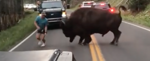 Man Seen Taunting Bison in Viral Video Arrested for Harassment (newsweek.com)
