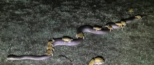 Cane toads snake a ride on python to escape storm in northern Australia (theguardian.com)