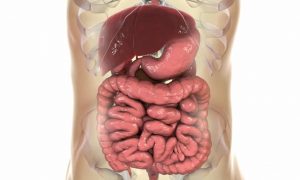 Faecal transplant researchers identify ‘super-pooper’ donors (theguardian.com)