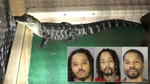 Pennsylvania drug bust seizes crack, heroin — and alligator (nydailynews.com)